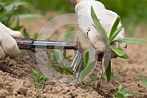 Gardener clears the plants from weeds with a garden tool