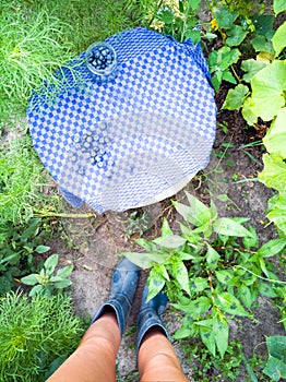 Gardener with collected blueberries.