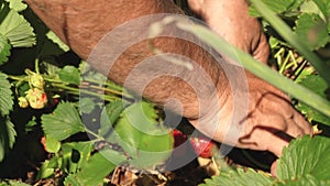 Gardener collects a delicious strawberry from the bush. a man`s hand tears a red strawberry from a bush. close-up. a