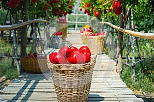 Gardener concept of fruit of the apple orchard