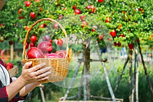 Gardener concept of fruit of the apple orchard