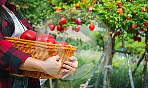 Gardener concept of fruit of the apple orchard