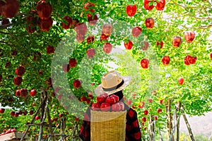 Gardener concept of fruit of the apple orchard