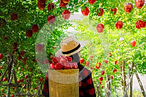 Gardener concept of fruit of the apple orchard