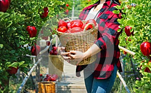 Gardener concept of fruit of the apple orchard