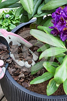 Gardener is covering planted flowering purple color rhododendron shrub soil in pot with mulch of conifer bark