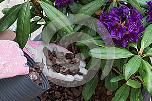 Gardener is covering planted flowering purple color rhododendron shrub soil in pot with mulch of conifer bark