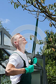 Gardener cropping branch