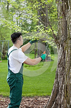 Gardener cropping tree