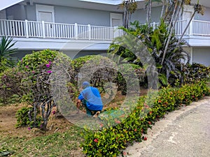 Gardener at a Cuban hotel in overalls tends to flowers and plants on site.Cayo Coco, Cuba