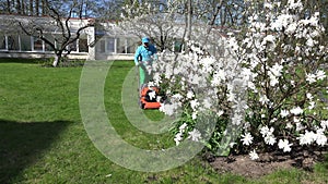 Gardener cut lawn with grass mower near spring blooms. 4K
