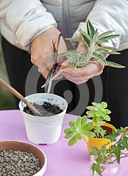 Gardener cut a sprig of sage. Cutting is a technique to reproduce plants