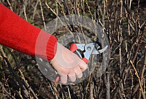 Gardener cutingt blackcurrant Ribes nigrum branch with bypass secateurs in early spring.