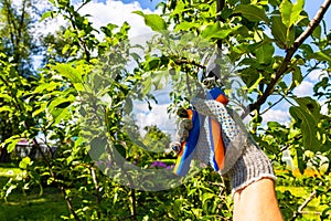 gardener cuts branches on a fruit tree