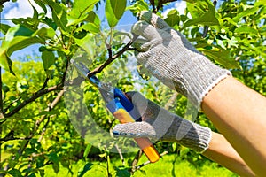 gardener cuts branches on a fruit tree