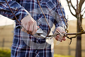 A gardener cuts a fruit tree with scissors