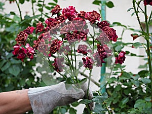 The gardener cuts off the dry flowers roses