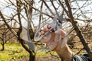 Gardener cuts the pruning shears excess branches of fruit trees