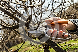 Gardener cuts the pruning shears excess branches