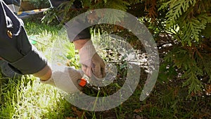 Gardener cuts secateurs weed in the garden under a fir conifer