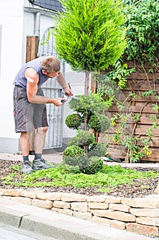 A gardener cuts the topiary
