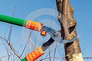 A gardener cuts tree branches with large garden shears. Pruning trees in the spring, close-up