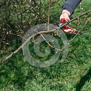 gardener cuts young branches on a tree with garden shears