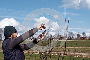 gardener cuts young branches on a tree with garden shears