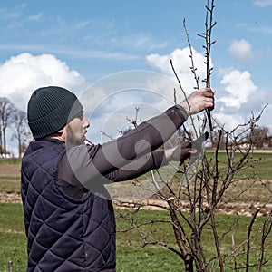 gardener cuts young branches on a tree with garden shears