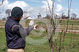 gardener cuts young branches on a tree with garden shears