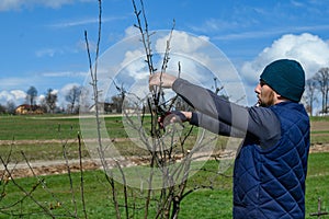 gardener cuts young branches on a tree with garden shears