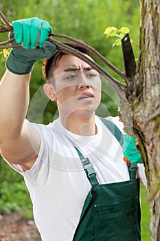 Gardener cutting branches