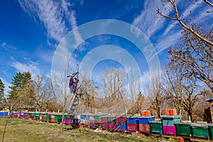 Gardener is cutting branches, pruning fruit trees with pruning shears in the orchard