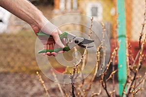 Gardener is cutting a currant with a pruner. photo
