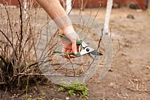 Gardener is cutting a currant with a pruner.