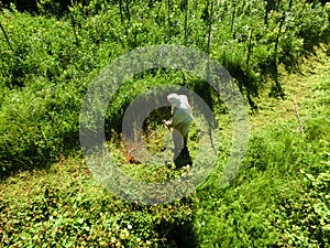 Gardener cutting grass with string trimmer