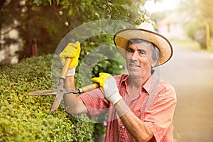 Gardener cutting a hedge with a garden pruner