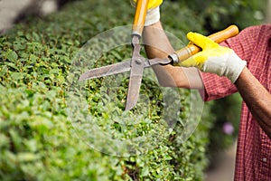 Gardener cutting a hedge with a garden pruner