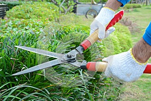 Gardener cutting hedge with grass shears