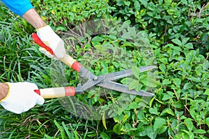 Gardener cutting hedge with grass shears