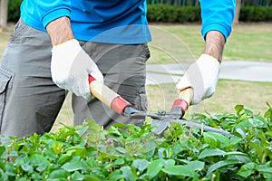 Gardener cutting hedge with grass shears