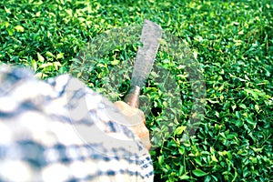 Gardener cutting Hokkien tea fence by long knife in the morning