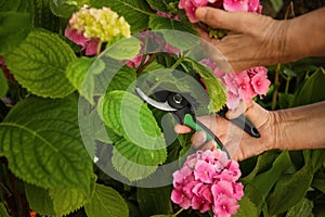 Gardener cutting hydrangea with secateurs outdoors, closeup