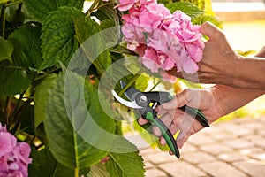 Gardener cutting hydrangea with secateurs outdoors, closeup