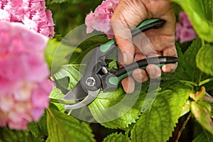 Gardener cutting hydrangea with secateurs outdoors, closeup