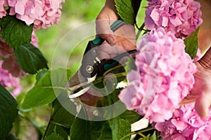 Gardener cutting hydrangea with secateurs outdoors, closeup