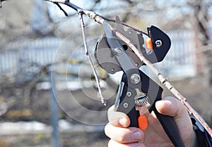 A gardener is cutting a scion with a professional grafting tool, grafting knife