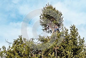 Gardener is cutting tall pine tree in the garden in winter