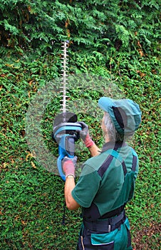 Gardener cutting thuja hedge with hedge clippers
