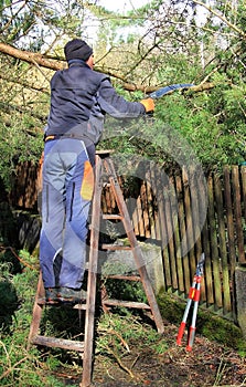 Gardener cutting tree, cleanup after storm